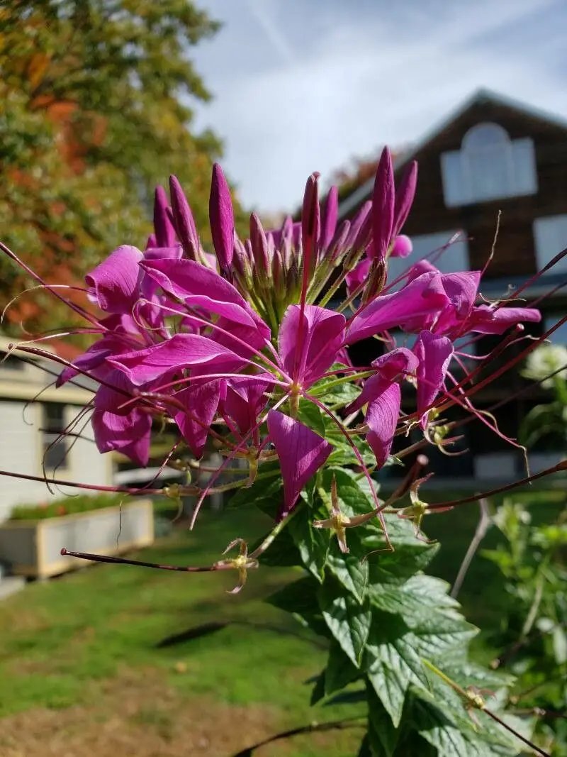 purple cleome flower seeds