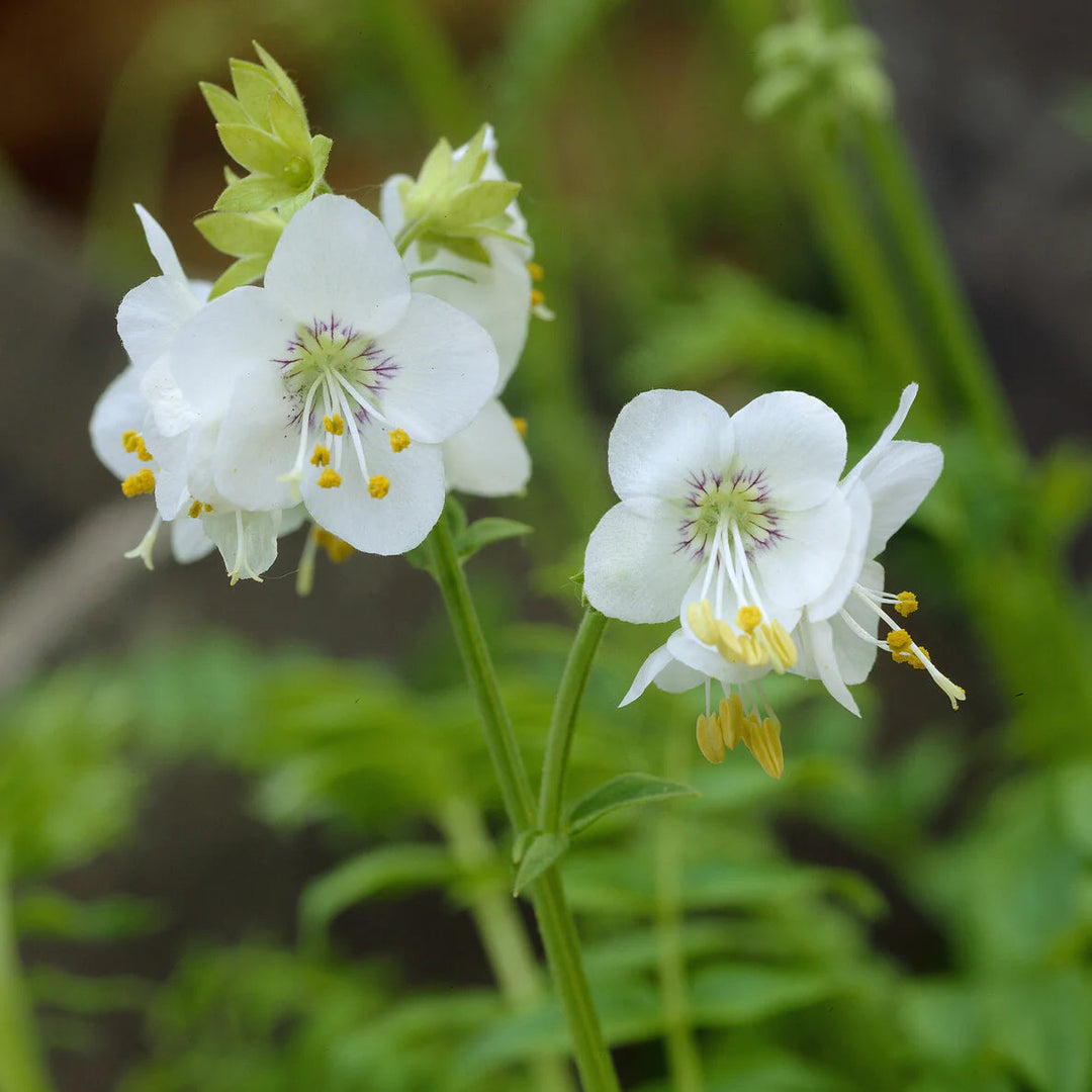 jacobs ladder flower seeds