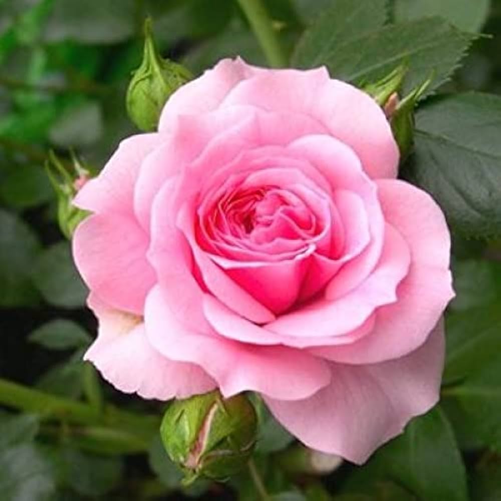 pink rose flower seeds