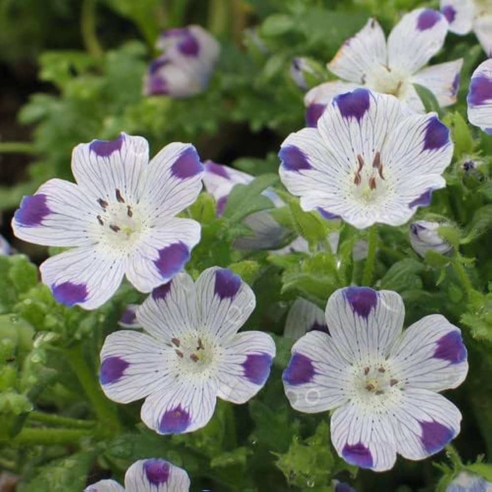white blue flower seeds