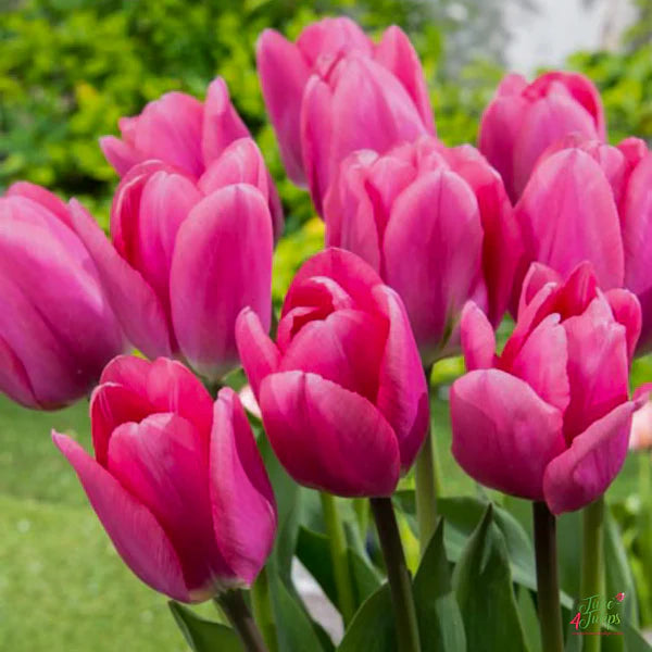 pink deep flower seeds
