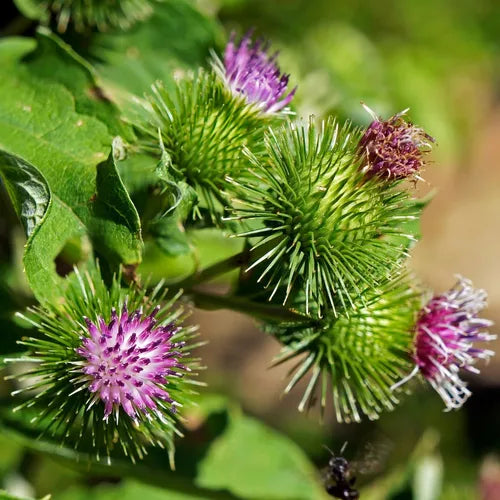 organic granjas flower seeds
