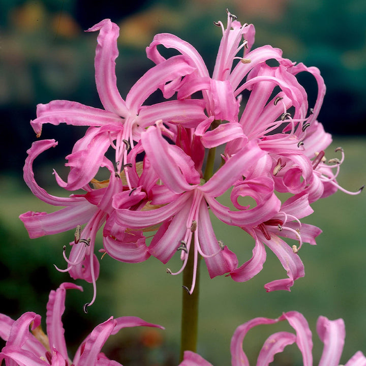 Pink Agapanthus blomsterfrø til udplantning - 100 stk