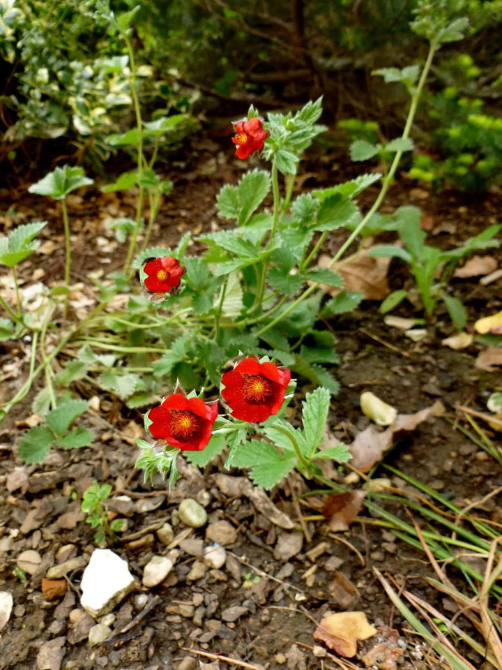 Potentilla Atrosanguinea - Red  Flower Seeds for Planting - 100 pcs