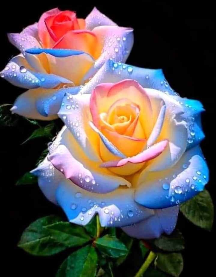 Blue Cream Rose Flower Seeds for Planting, 100 pcs