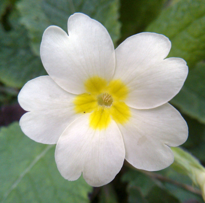 Primula Flower Seeds for Planting - 100 pcs