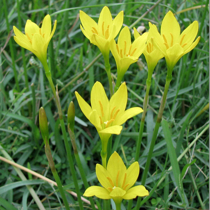 Gule Zephyranthes blomsterfrø til udplantning, 100 stk