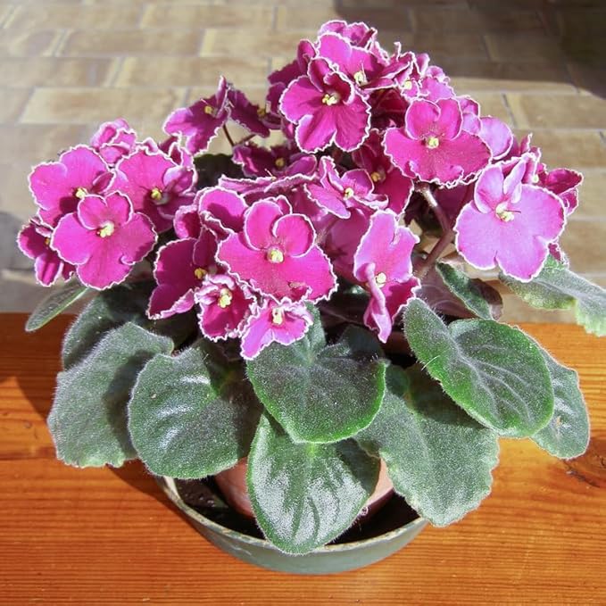 African Violet Flower Seeds in Pink - 100 pcs