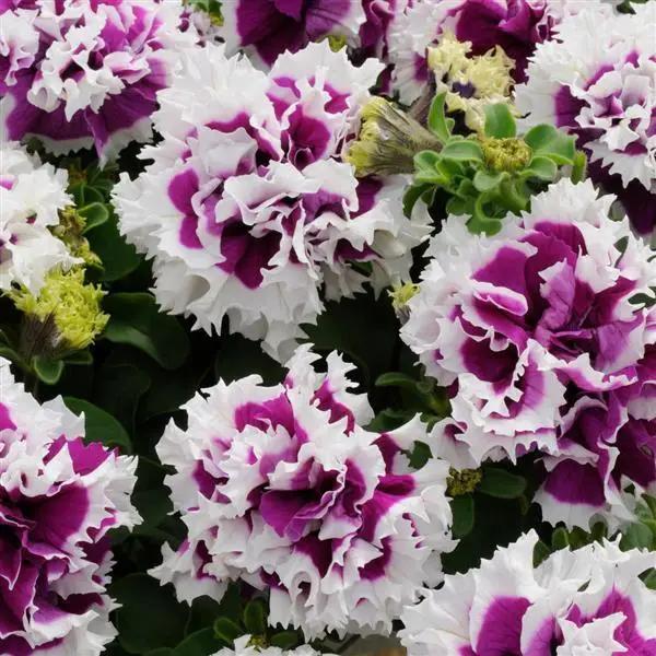 Violet Double Petunia Flower Seeds for Planting - Heirloom, NON-GMO, Easy-Grow Garden Blooms
