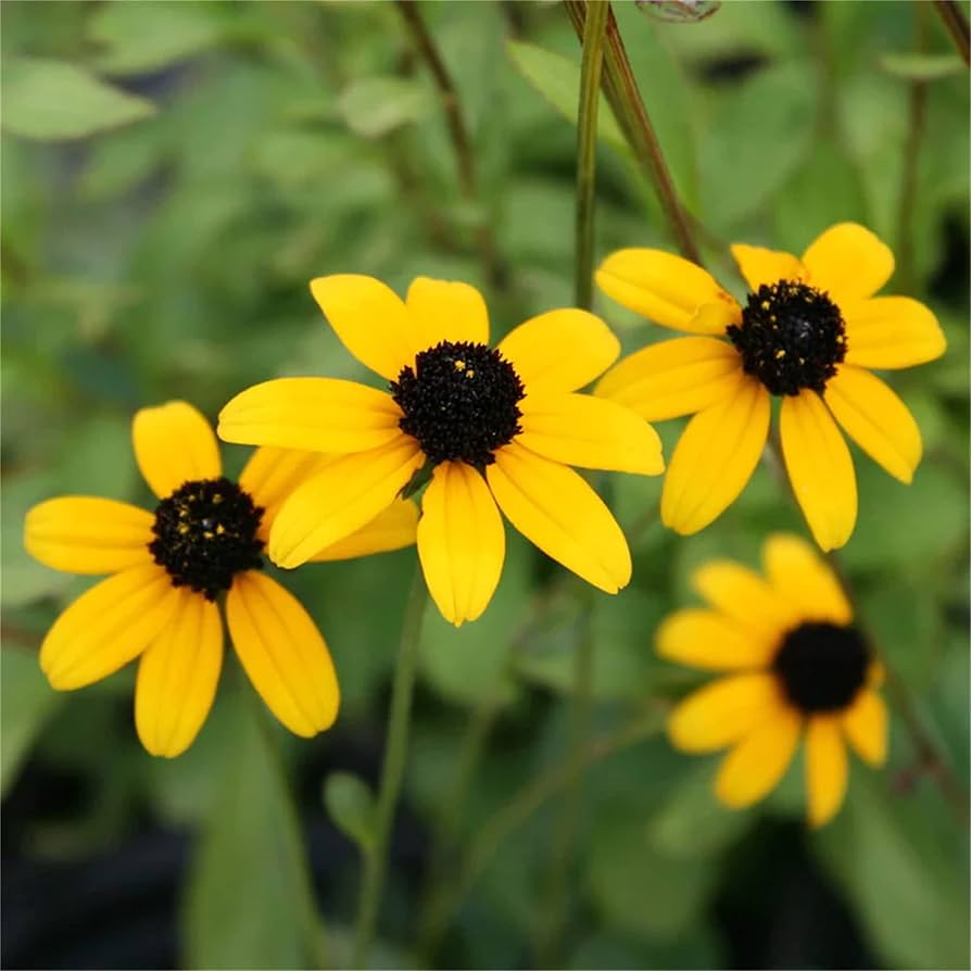 Gul Rudbeckia Triloba Blomsterfrø til plantning af vilde blomster 100 stk