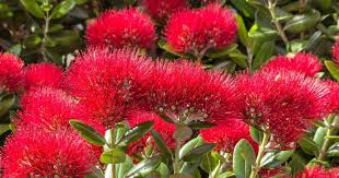 Red Pohutukawa Flower Seeds for Planting - 100 pcs