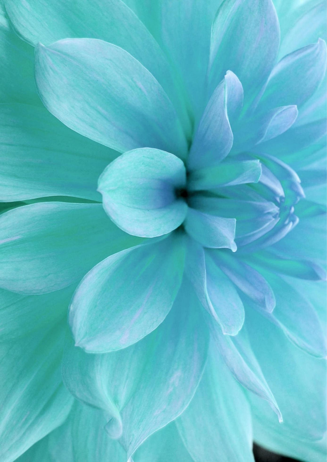 Sky Blue White Chrysanthemum Flower Seeds for Planting - 100 pcs