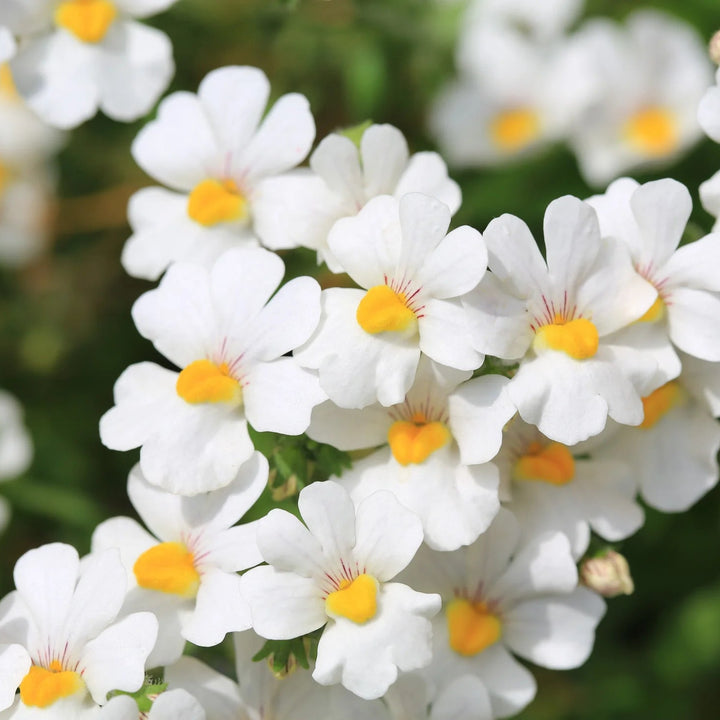 Organic White Nemesia Strumosa Flower Seeds for Planting – Heirloom, Non-GMO