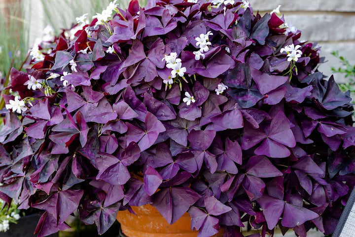 Purple Oxalis Stricta Plant Seeds – Heirloom, Non-GMO Seeds for Planting Colorful Foliage