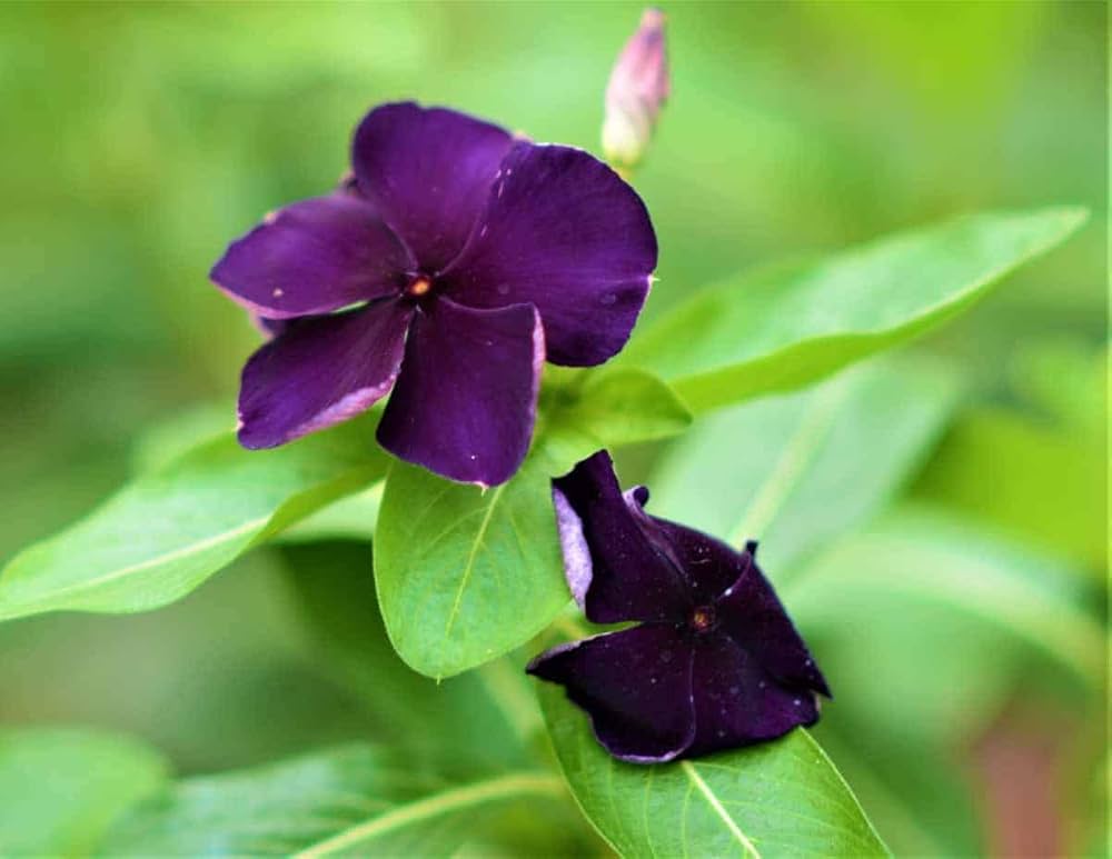 Purple Vinca Flower Seeds for Planting, 100 pcs