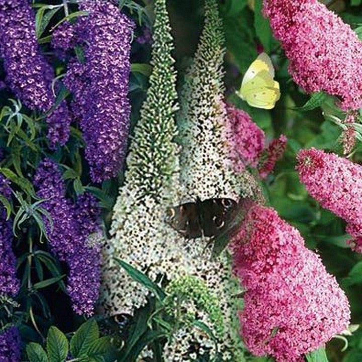 Bush Buddleia Flower Seeds for Planting - 100 pcs