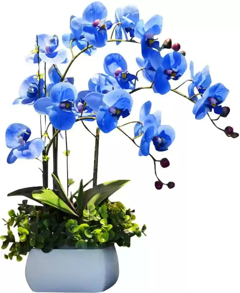 Organic Sky Blue Butterfly Orchid Flower Seeds – Heirloom, Non-GMO Seeds for Planting | High Germination Organic Garden Seeds