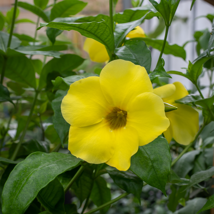 Smukke Allamanda frø til potteplantning - 100 stk