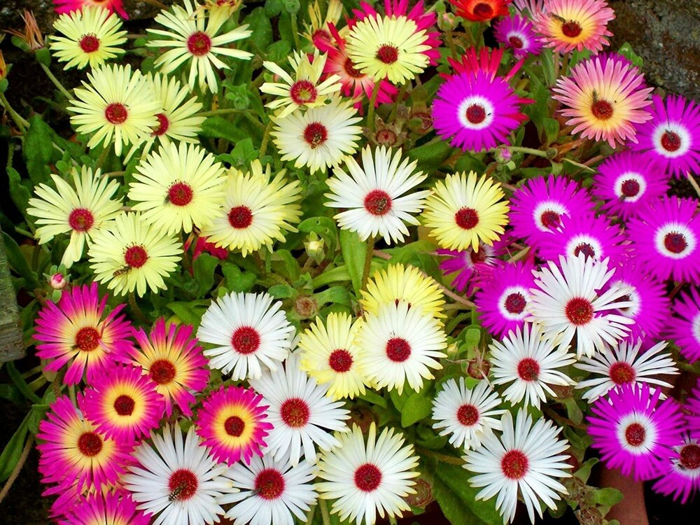 ice flower seeds Ice Plant Mixed Flower Seeds for Planting – Organic, Heirloom, Non-GMO – Neeraseeds