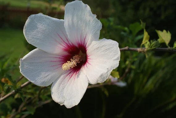 Syriacus blomsterfrø til udplantning, 100 stk