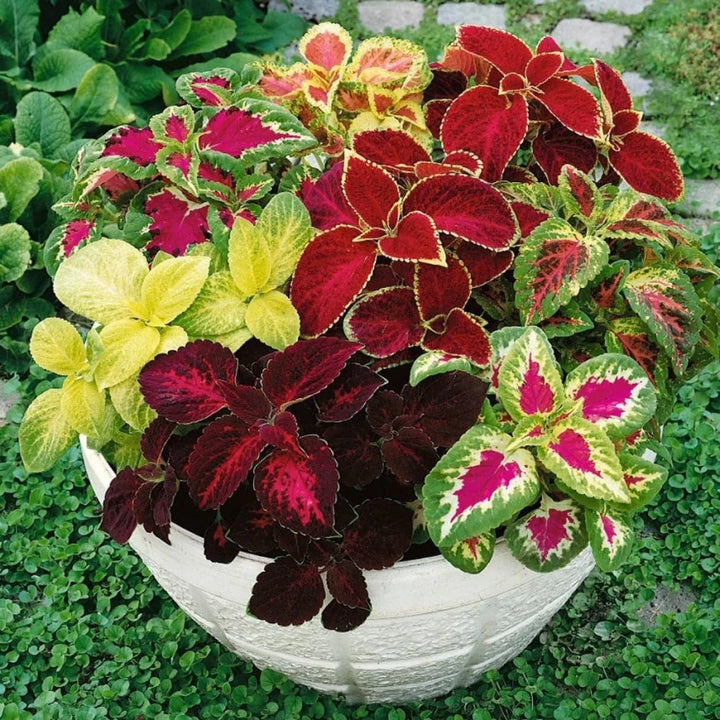 Coleus Plant Seeds for Planting, Light Yellow Pink, 100 pcs