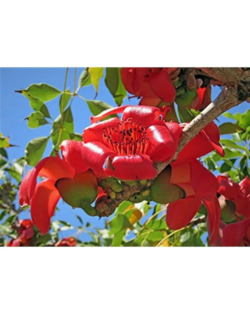 Ceiba Flower Seeds for Planting - 100 pcs