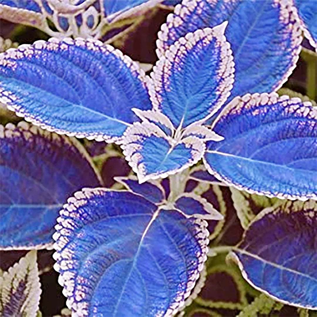 Blue Dragon Coleus Flower Seeds – Heirloom Non-GMO High Germination Organic Garden Seeds for Planting