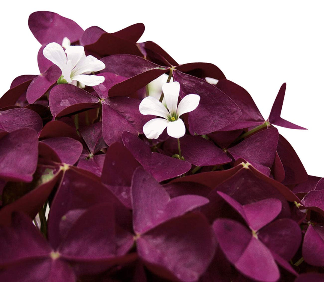 Oxalis Triangularis Blomsterfrø til udplantning, 100 stk