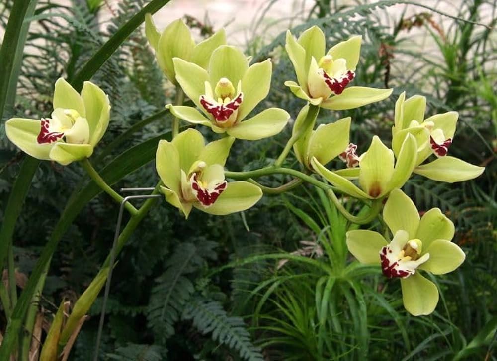 green orchid flower seeds