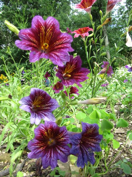 Purple Salpiglossis Flower Seeds for Planting - 100 pcs