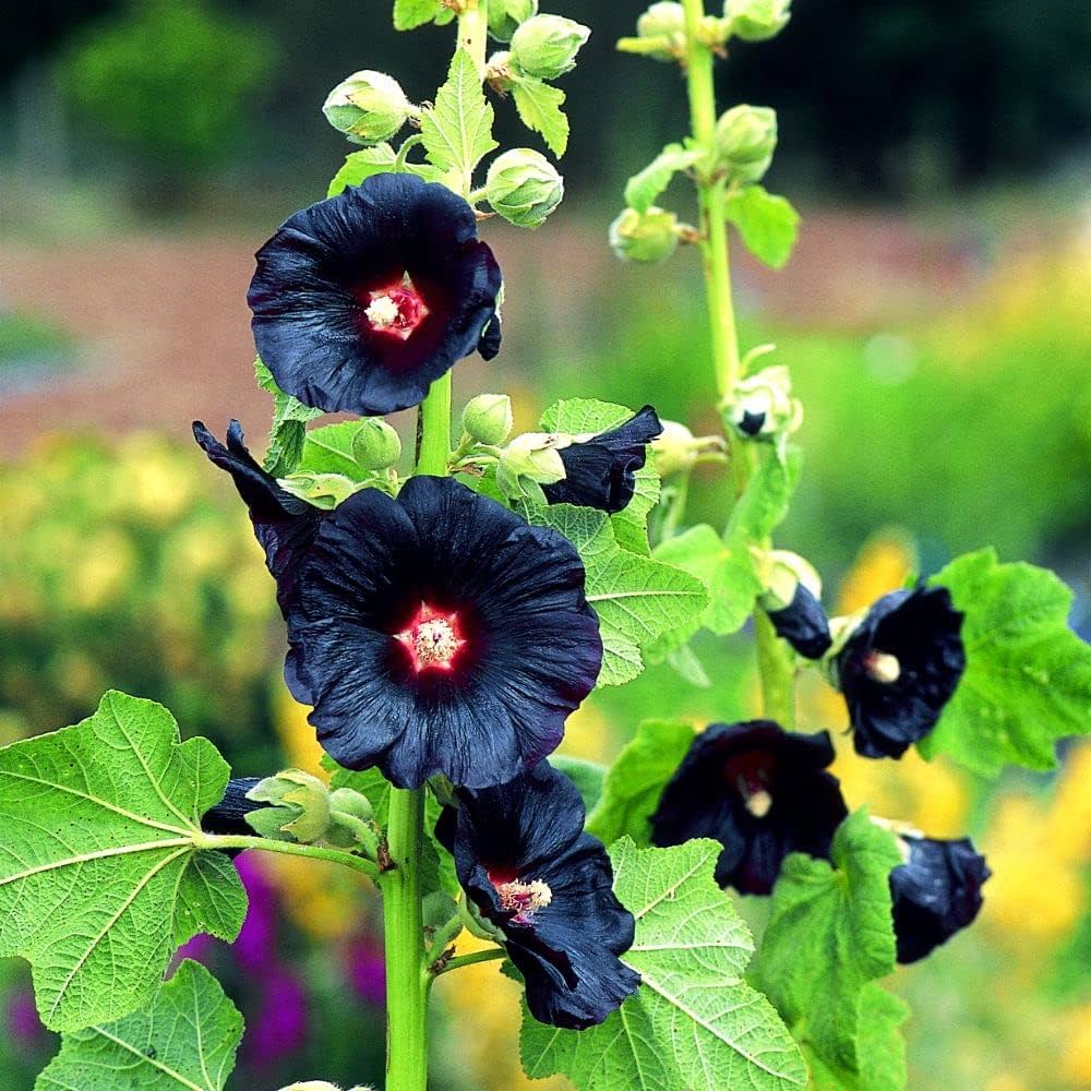 Sorte Stokrose Blomsterfrø til Haveplantning - 100 stk