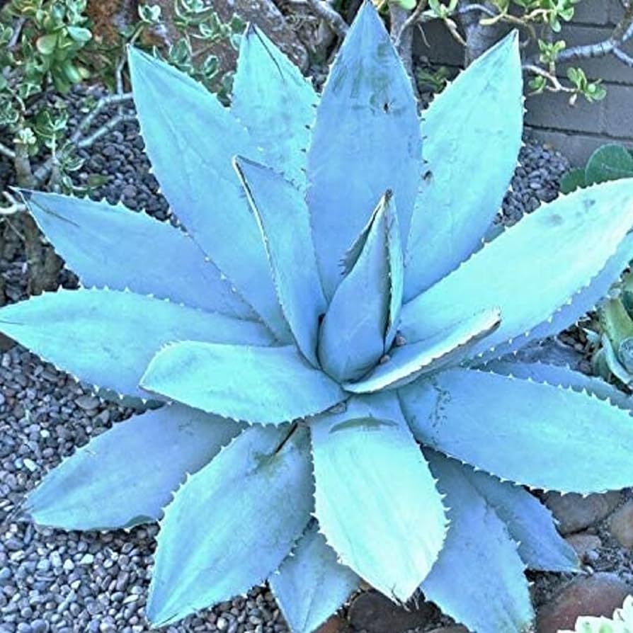 blue agave plant seeds Agave Titanota Blue Seeds – Organic, Heirloom, Non-GMO Succulent Seeds for Planting