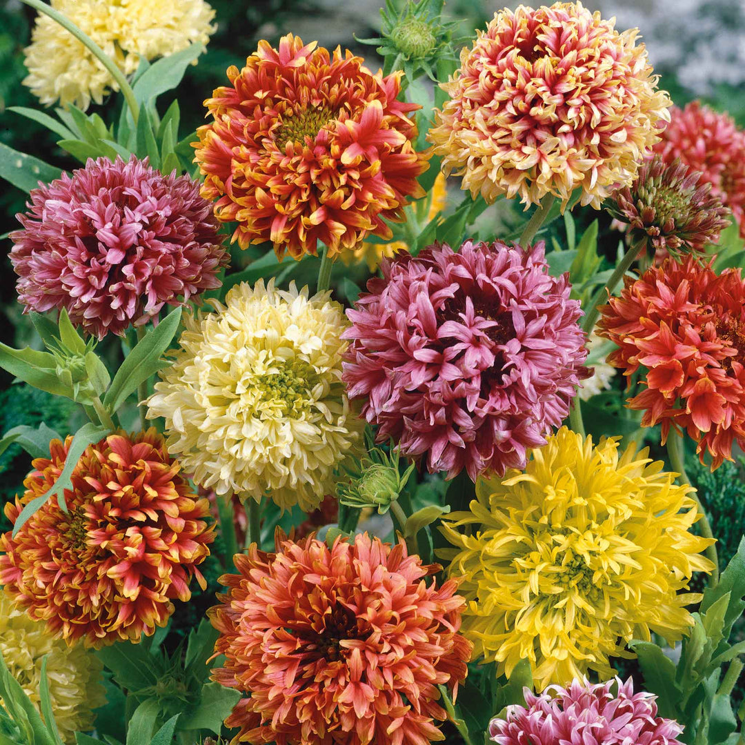 Mixed Gaillardia Flower Seeds for Planting, 100 pcs