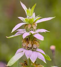 Monarda Punctata Blomsterfrø Lilla til udplantning 100 stk