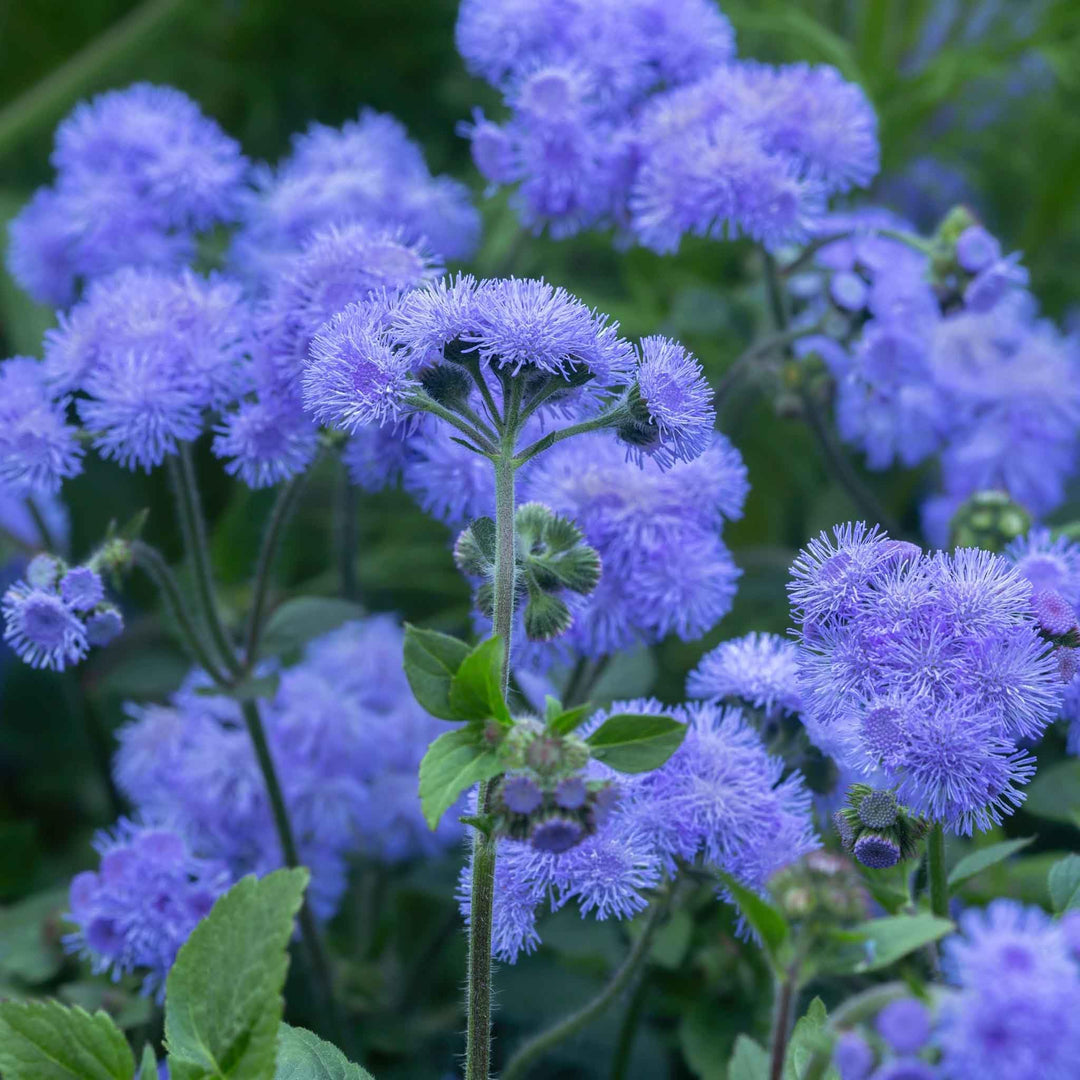 Ageratum Flower Seeds for Planting, Heirloom, Non-GMO, 100 pcs