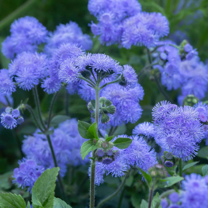 Ageratum blomsterfrø til plantning, arvestykke, ikke-GMO, 100 stk.