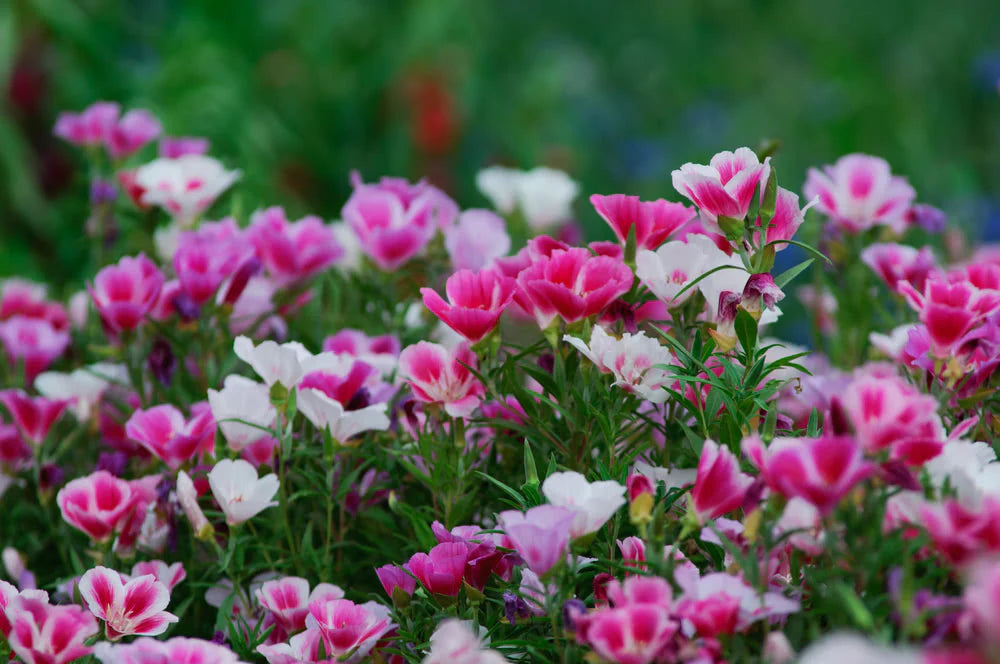 Pink White Clarkia Blomsterfrø til udplantning - 100 stk