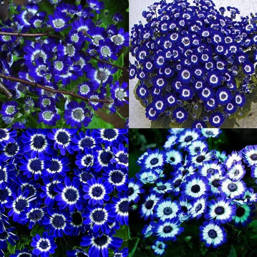 Blue Bellis Perennis Seeds for Planting - 100 pcs