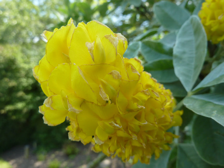 Argyrocytisus blomsterfrø til plantning, arvestykke, ikke-GMO, 100 stk.