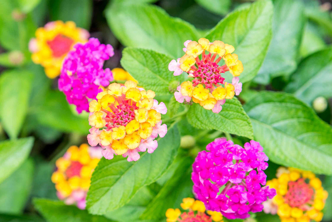 Pink Gul Lantana Blomsterfrø til udplantning 100 stk