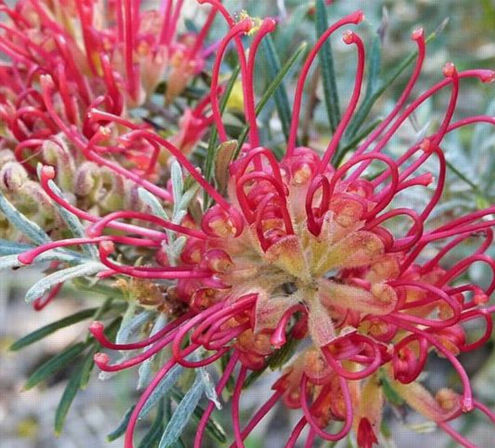 Blandede Grevillea blomsterfrø til udplantning - 100 stk