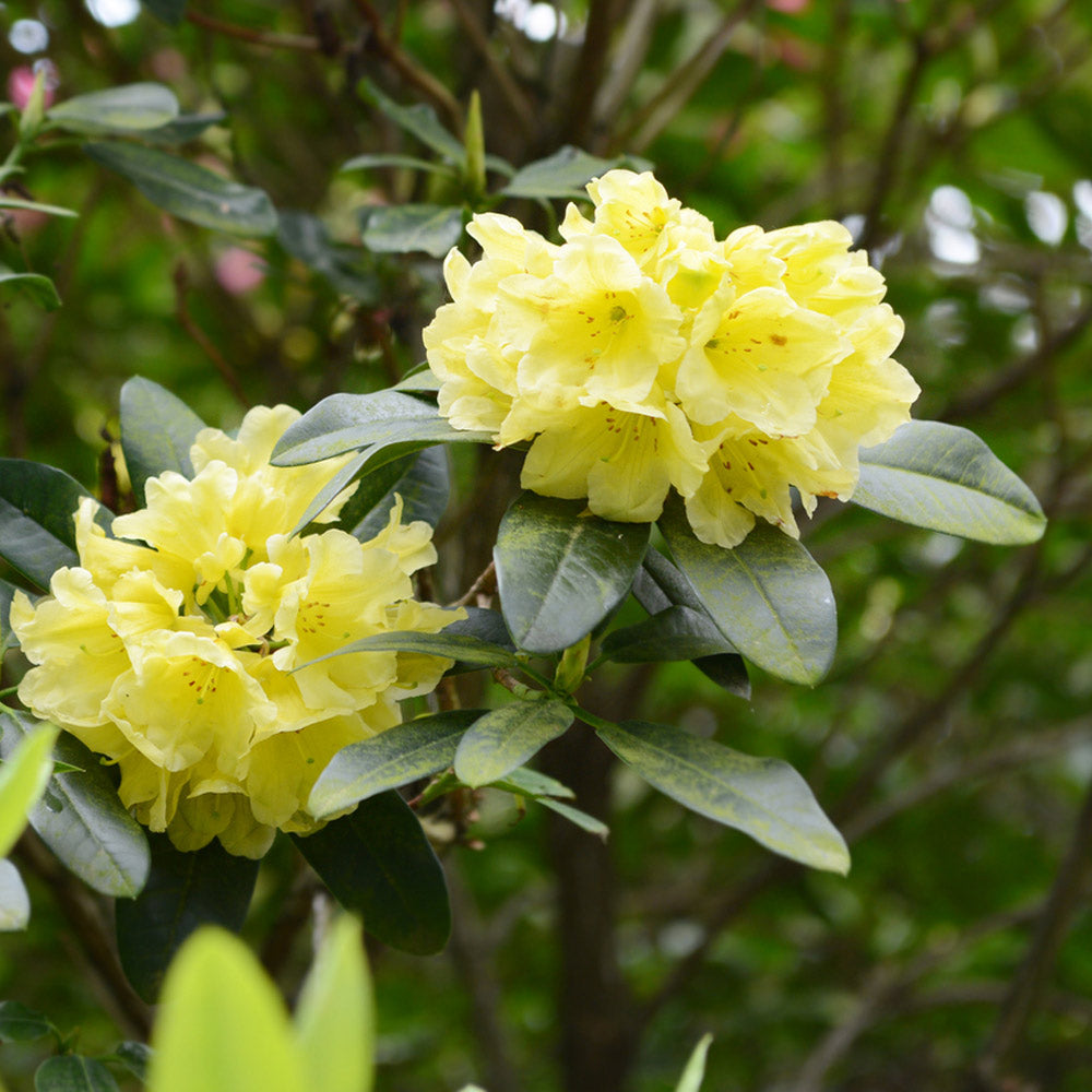 Yellow Rhododendron Flower Seeds for Planting - 100 pcs