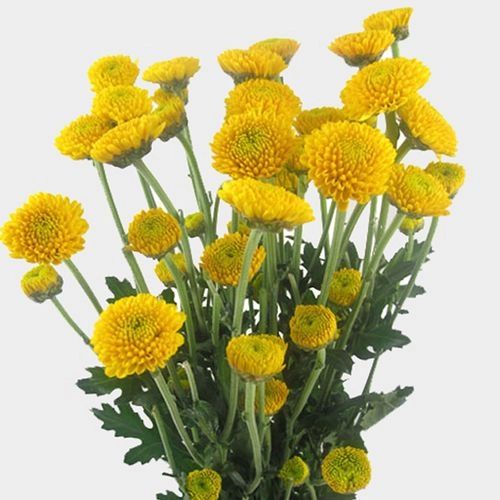 Yellow Button Flower Seeds for Planting - 100 pcs