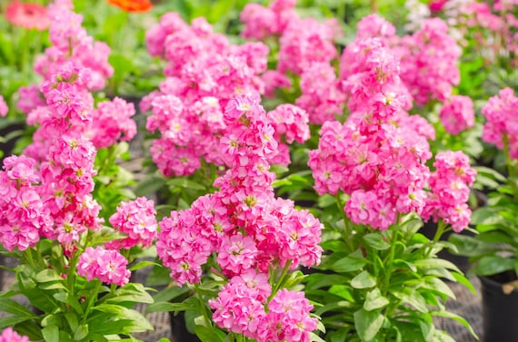 Pink Matthiola Incana Blomsterfrø til udplantning, 100 stk