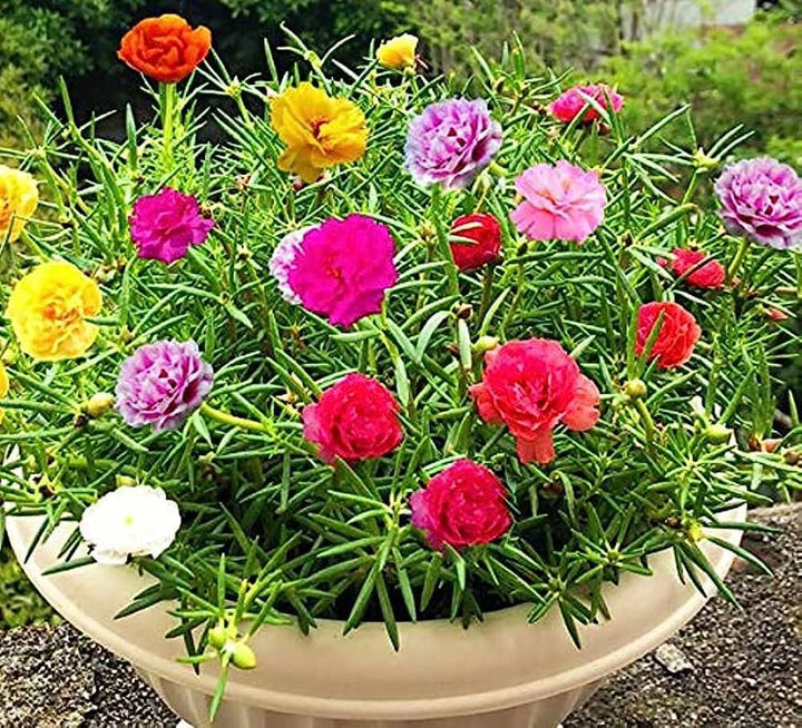 Blandede Portulaca blomsterfrø til udplantning, 100 stk