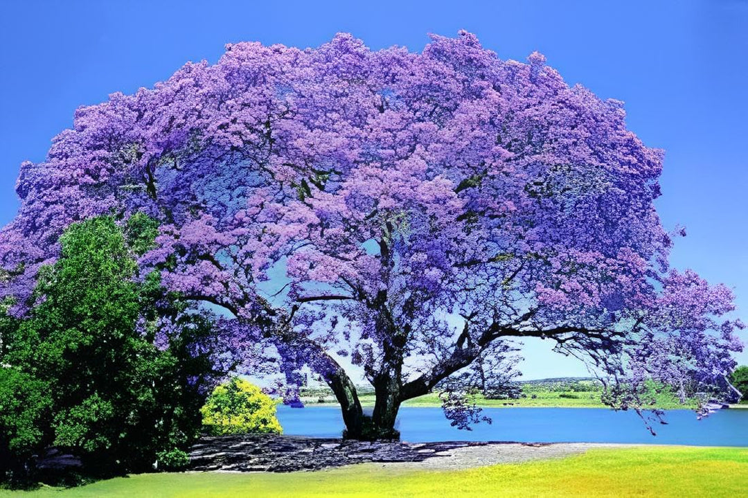 light tree flower seeds