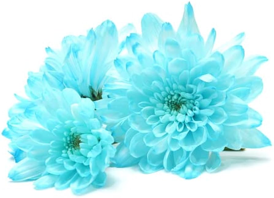 Sky Blue White Chrysanthemum Flower Seeds for Planting - 100 pcs