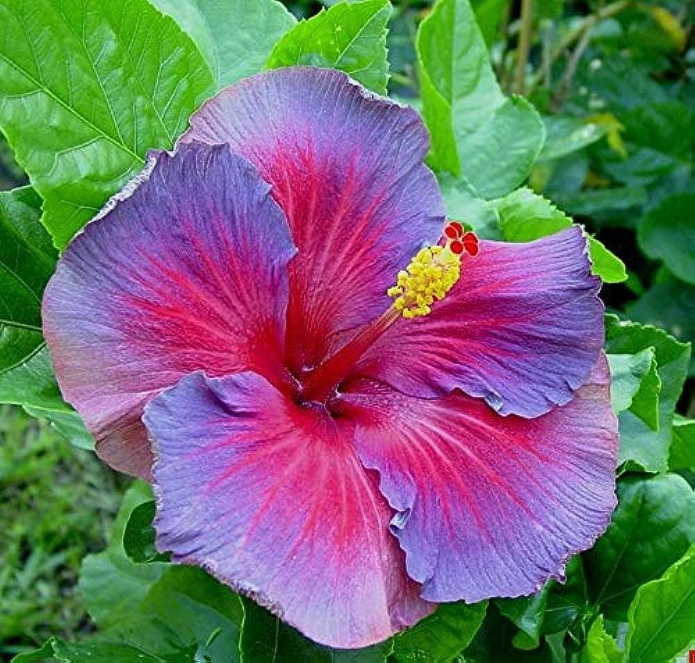 Hibiscus Lilla Pink Blomsterfrø til udplantning - 100 stk