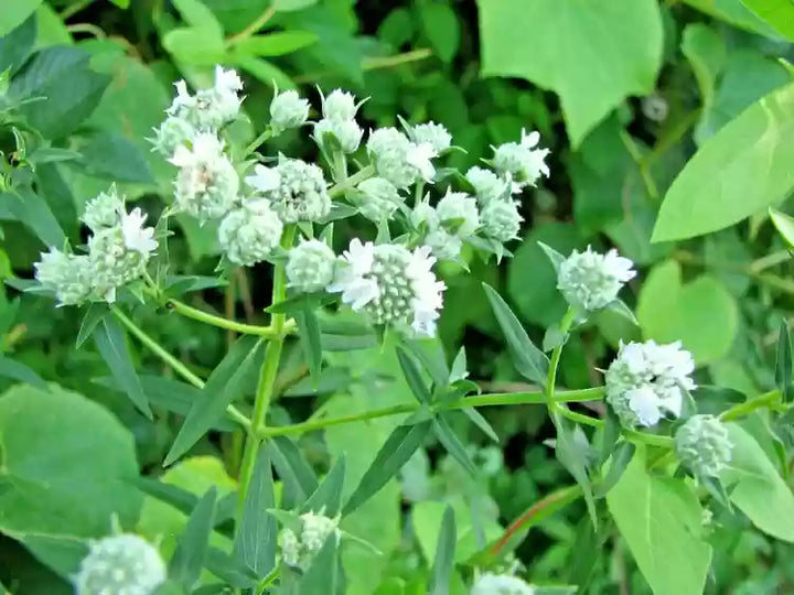 White Mountain Mint Flower Seeds for Planting - 100 pcs