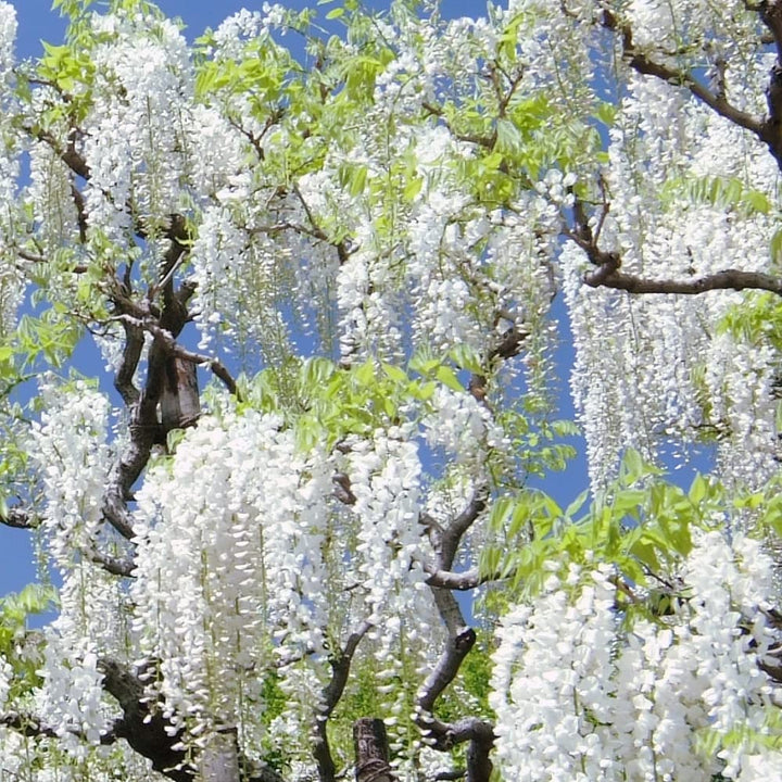 White Wisteria Seeds for Planting - 100 pcs